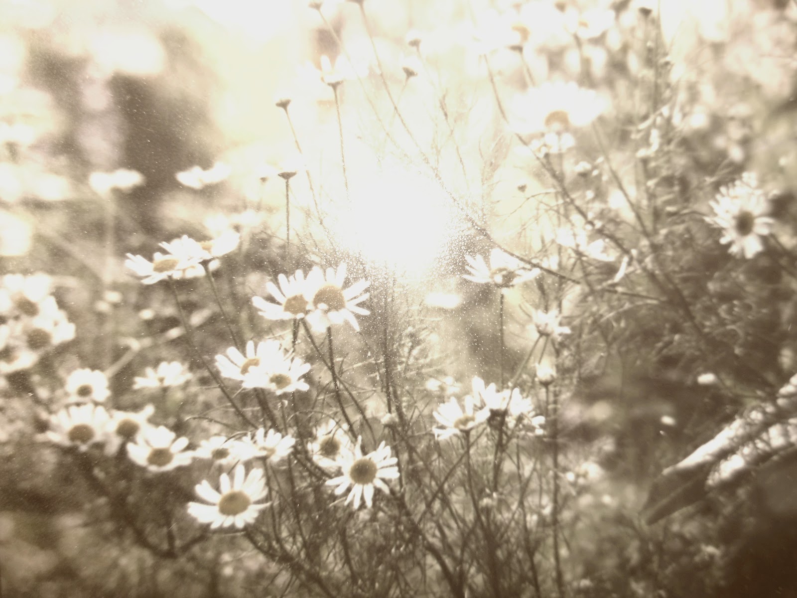 sepia flowers